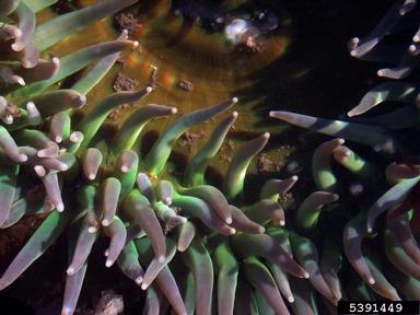 giant green anemone, Anthopleura xanthogrammica  (Actiniaria: Actiniidae) - 5391449