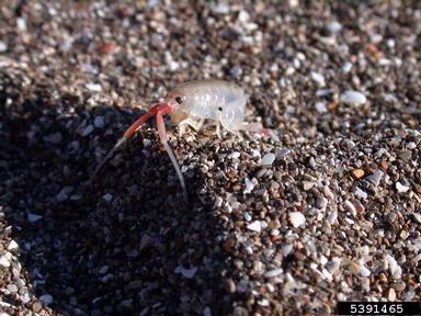California beach hopper, Orchestoidea californiana  (Amphipoda: Talitridae) - 5391465