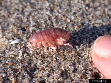 California beach hopper, Orchestoidea californiana  (Amphipoda: Talitridae) - 5391467