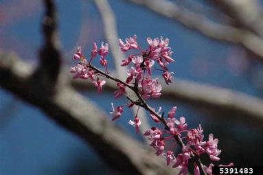 eastern redbud, Cercis canadensis  (Fabales: Fabaceae (Leguminosae)) - 5391483