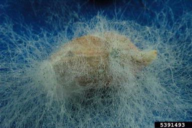 Aspergillus fungi (Aspergillus spp. ) on peanut (Arachis hypogaea ) - 5391493