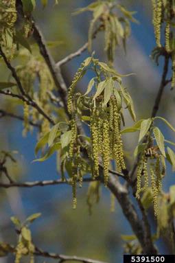 sawtooth oak, Quercus acutissima  (Fagales: Fagaceae) - 5391500