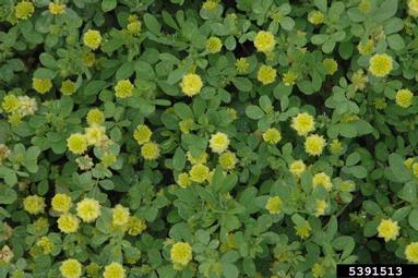 large hop clover, Trifolium campestre  (Fabales: Fabaceae (Leguminosae)) - 5391513