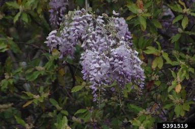 Chinese wisteria, Wisteria sinensis  (Fabales: Fabaceae (Leguminosae)) - 5391519
