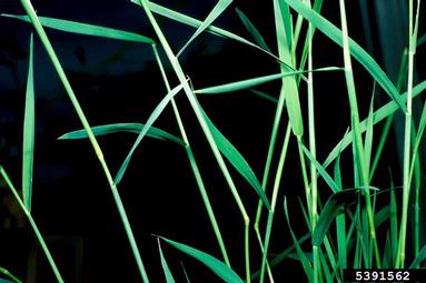 creeping bentgrass, Agrostis stolonifera  (Cyperales: Poaceae) - 5391562