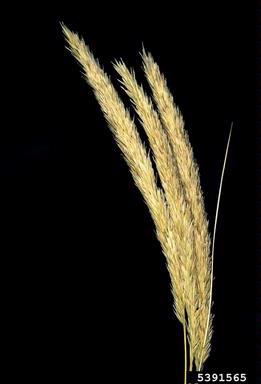 European beachgrass, Ammophila arenaria  (Cyperales: Poaceae) - 5391565