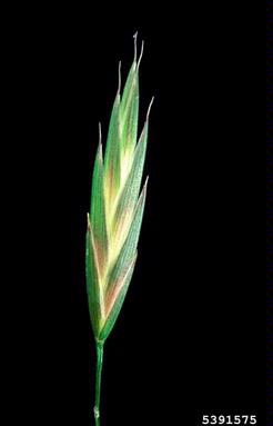 rescuegrass, Bromus catharticus  (Cyperales: Poaceae) - 5391575