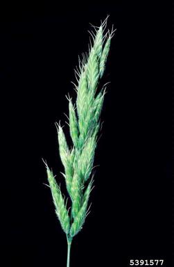 soft brome, Bromus hordeaceus  (Cyperales: Poaceae) - 5391577