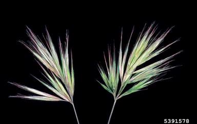 foxtail brome, Bromus madritensis  (Cyperales: Poaceae) - 5391578