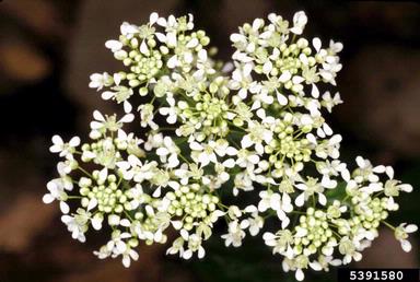 hoary cress, Lepidium draba  (Capparales: Brassicaceae) - 5391580