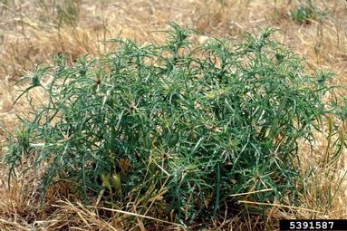 purple starthistle, Centaurea calcitrapa  (Asterales: Asteraceae) - 5391587