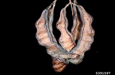 St. John's bread, Ceratonia siliqua  (Fabales: Fabaceae (Leguminosae)) - 5391597