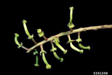St. John's bread, Ceratonia siliqua  (Fabales: Fabaceae (Leguminosae)) - 5391598