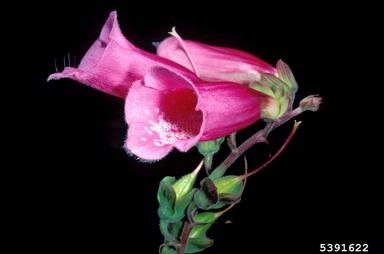 foxglove, Digitalis purpurea  (Scrophulariales: Scrophulariaceae) - 5391622