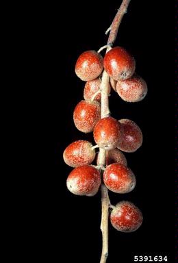 Russian-olive, Elaeagnus angustifolia  (Rhamnales: Elaeagnaceae) - 5391634