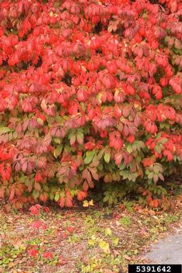 winged burning bush, Euonymus alatus  (Celastrales: Celastraceae) - 5391642