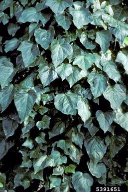 Algerian ivy, Hedera helix ssp. canariensis (Apiales: Araliaceae) - 5391651