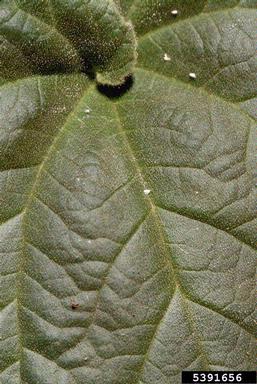 yellow unicorn-plant, Ibicella lutea  (Scrophulariales: Pedaliaceae) - 5391656