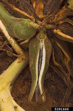 yellow unicorn-plant, Ibicella lutea  (Scrophulariales: Pedaliaceae) - 5391666