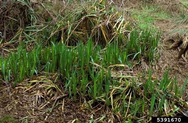 yellowflag iris, Iris pseudacorus  (Liliales: Iridaceae) - 5391670