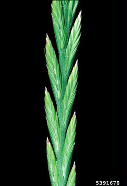perennial ryegrass, Lolium perenne  (Cyperales: Poaceae) - 5391678