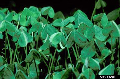 buttercup oxalis, Oxalis pes-caprae  (Geraniales: Oxalidaceae) - 5391698