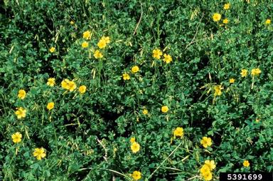 buttercup oxalis, Oxalis pes-caprae  (Geraniales: Oxalidaceae) - 5391699