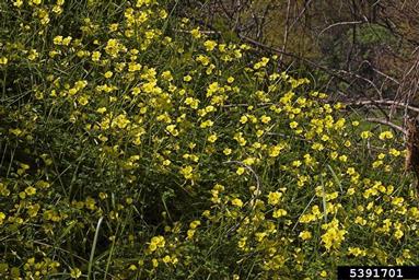 buttercup oxalis, Oxalis pes-caprae  (Geraniales: Oxalidaceae) - 5391701