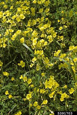 buttercup oxalis, Oxalis pes-caprae  (Geraniales: Oxalidaceae) - 5391703