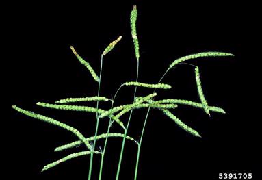 dallisgrass, Paspalum dilatatum  (Cyperales: Poaceae) - 5391705