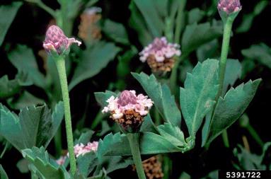 mat lippia, Phyla nodiflora  (Lamiales: Verbenaceae) - 5391722