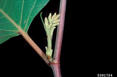 Japanese knotweed, Fallopia japonica  (Polygonales: Polygonaceae) - 5391724