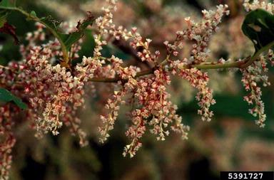 Japanese knotweed, Fallopia japonica  (Polygonales: Polygonaceae) - 5391727