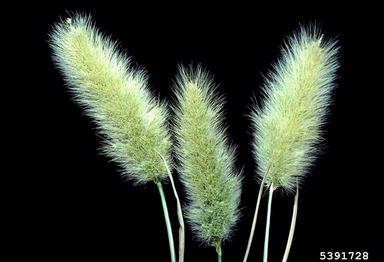 rabbitfoot polypogon, Polypogon monspeliensis  (Cyperales: Poaceae) - 5391728