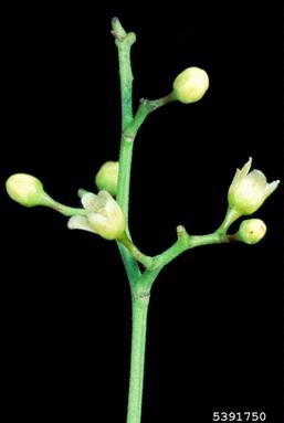 Peruvian peppertree, Schinus molle  (Sapindales: Anacardiaceae) - 5391750