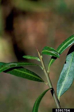 Hardee peppertree, Schinus polygamus  (Sapindales: Anacardiaceae) - 5391754