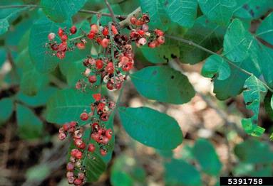 Brazilian peppertree, Schinus terebinthifolius  (Sapindales: Anacardiaceae) - 5391758