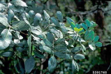 Brazilian peppertree, Schinus terebinthifolius  (Sapindales: Anacardiaceae) - 5391760