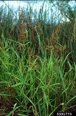 johnsongrass, Sorghum halepense  (Cyperales: Poaceae) - 5391773