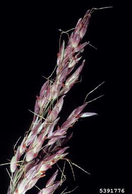 johnsongrass, Sorghum halepense  (Cyperales: Poaceae) - 5391776