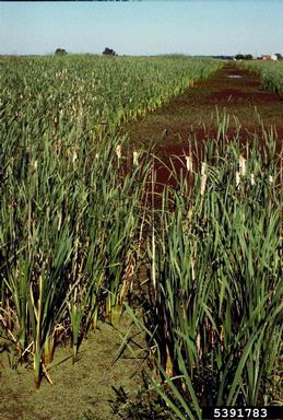 common cattail, Typha latifolia  (Typhales: Typhaceae) - 5391783