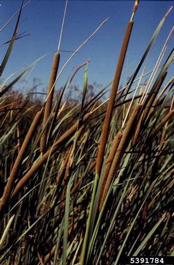 common cattail, Typha latifolia  (Typhales: Typhaceae) - 5391784