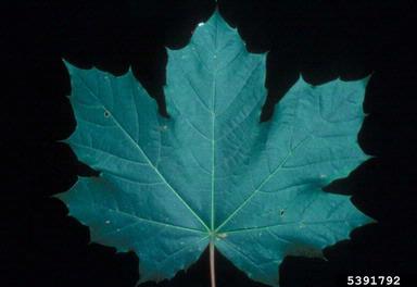 Norway maple, Acer platanoides  (Sapindales: Aceraceae) - 5391792