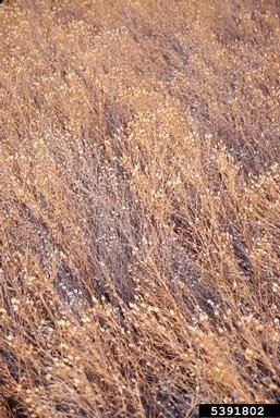 Russian knapweed, Rhaponticum repens  (Asterales: Asteraceae) - 5391802