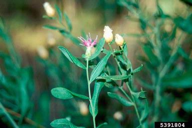 Russian knapweed, Rhaponticum repens  (Asterales: Asteraceae) - 5391804