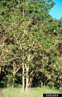 tree-of-heaven, Ailanthus altissima  (Sapindales: Simaroubaceae) - 5391829