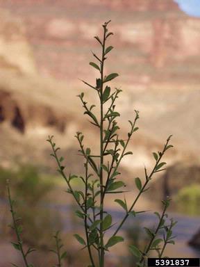 camelthorn, Alhagi maurorum  (Fabales: Fabaceae (Leguminosae)) - 5391837