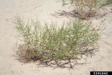 camelthorn, Alhagi maurorum  (Fabales: Fabaceae (Leguminosae)) - 5391842
