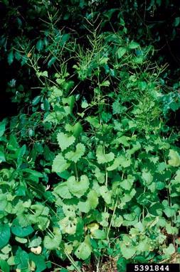 garlic mustard, Alliaria petiolata  (Capparales: Brassicaceae) - 5391844