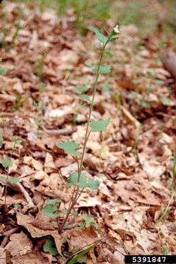 garlic mustard, Alliaria petiolata  (Capparales: Brassicaceae) - 5391847